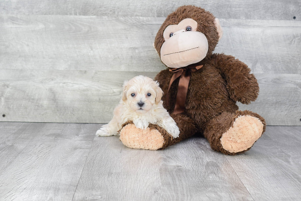 Cute Maltipoo Baby