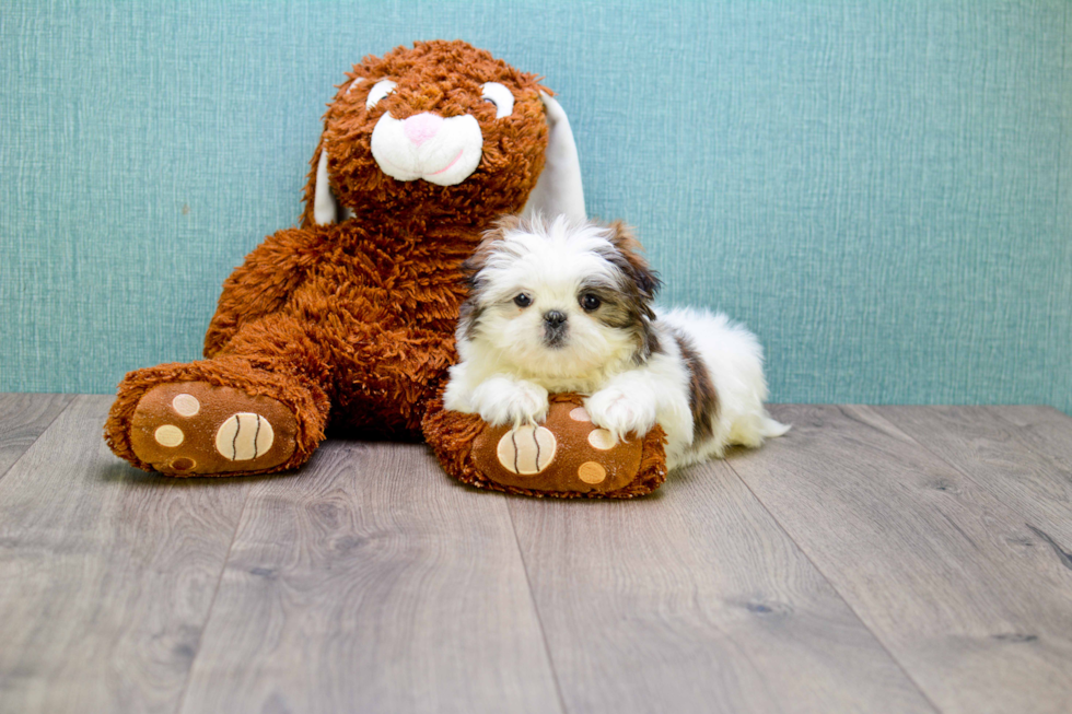 Petite Shitzu Purebred Puppy