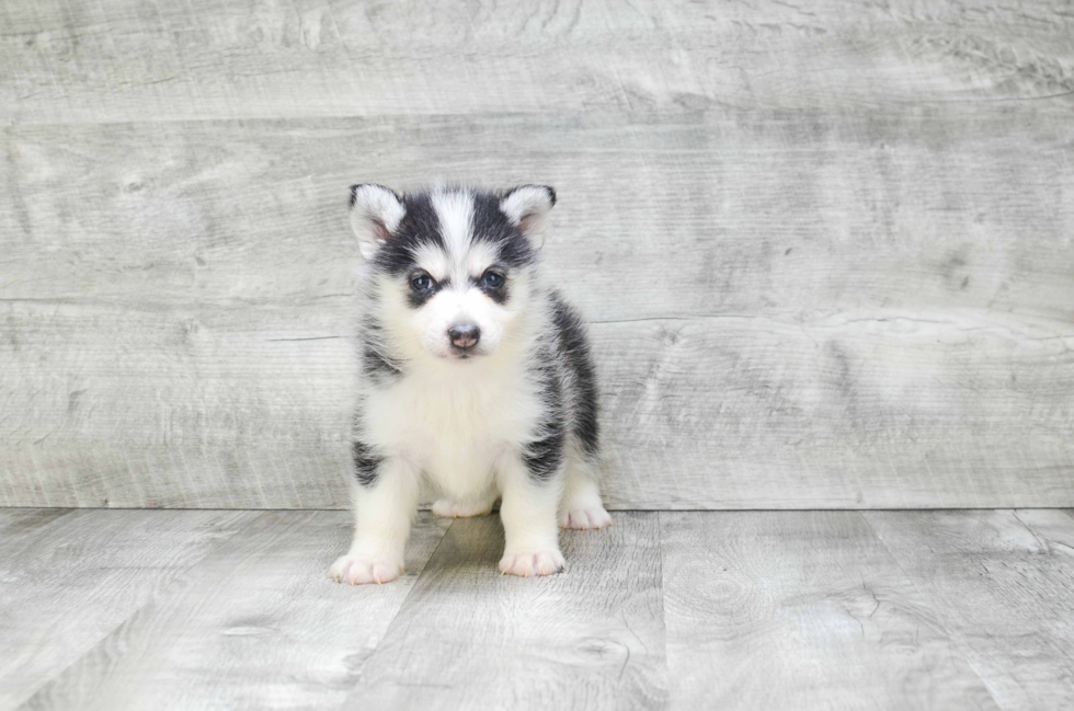 Little Mini Husky Designer Puppy