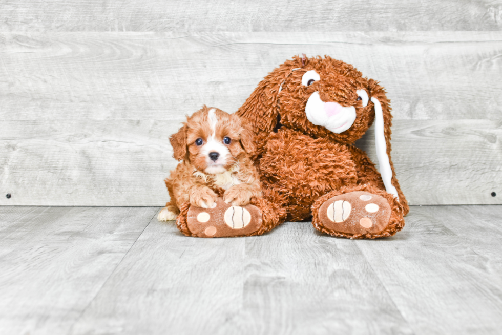 Little Cavoodle Poodle Mix Puppy