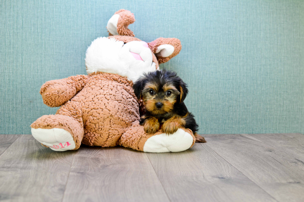 Meet Avery - our Yorkshire Terrier Puppy Photo 