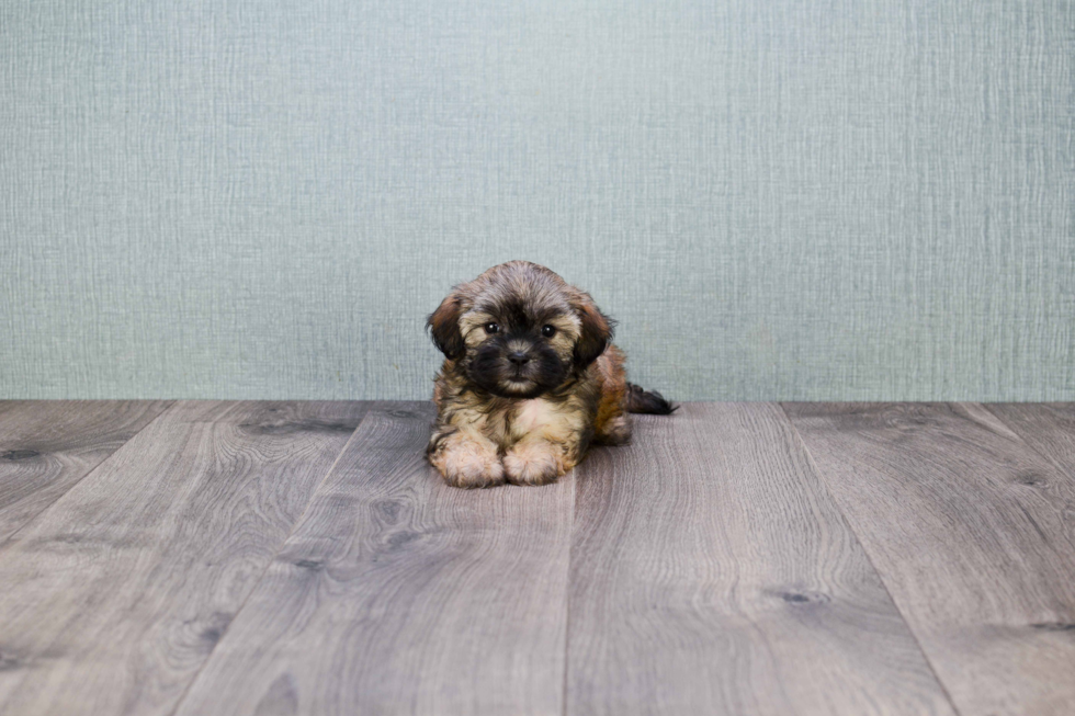 Teddy Bear Pup Being Cute