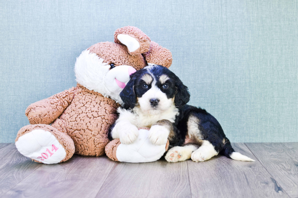 Friendly Mini Bernedoodle Baby