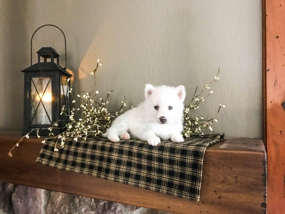 Pomsky Puppy for Adoption