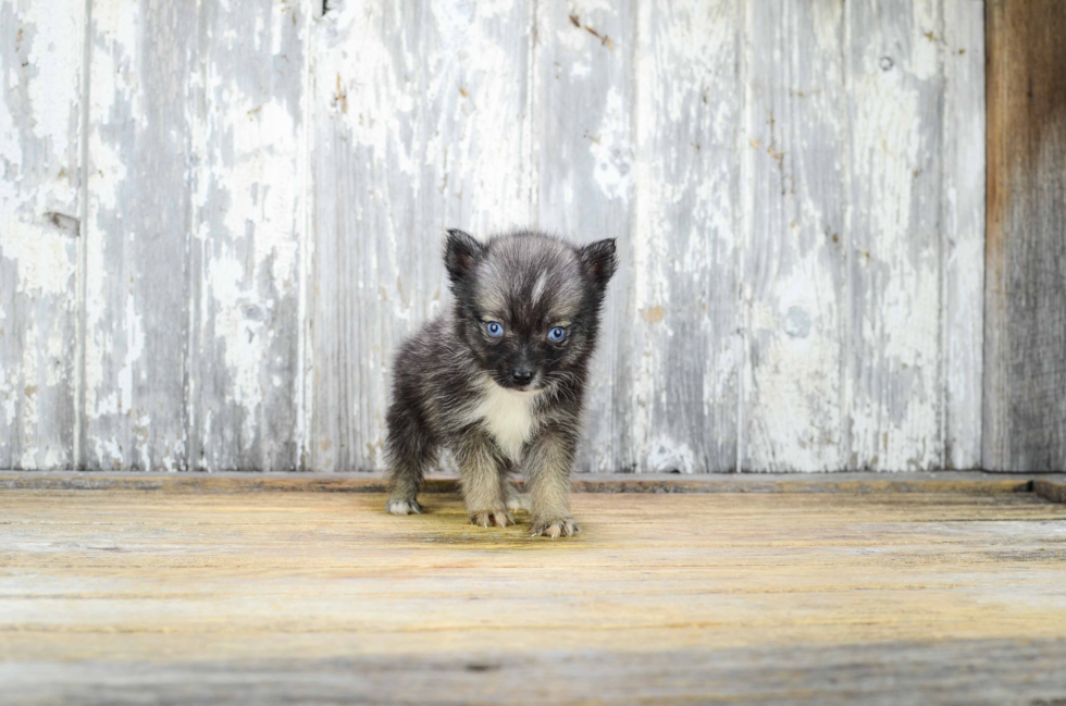 Pomsky Pup Being Cute