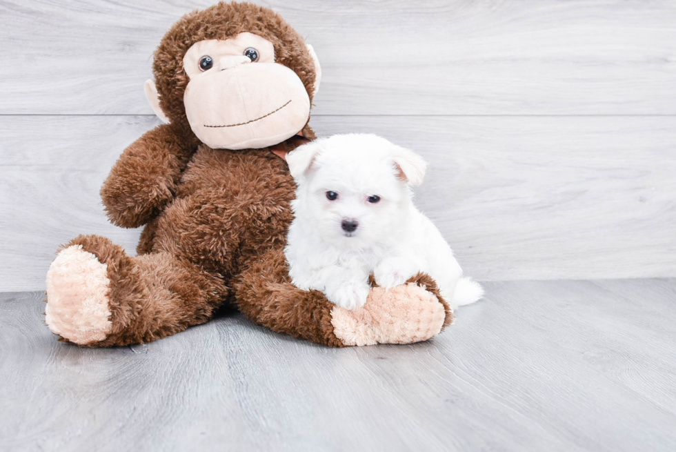 Small Maltese Baby