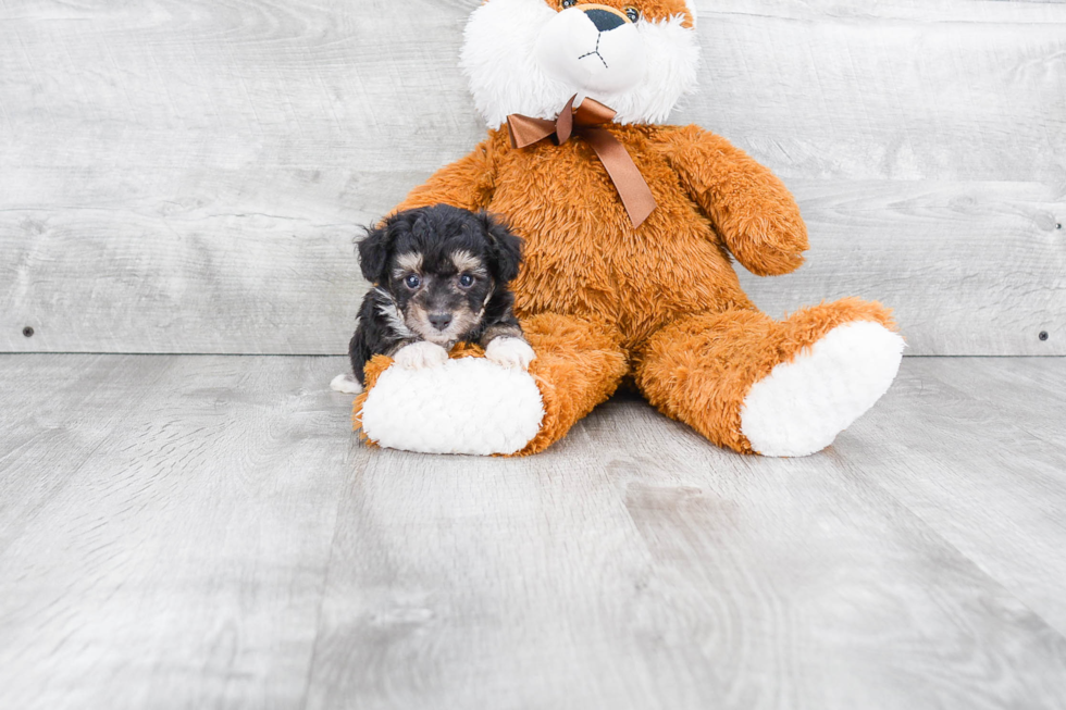 Mini Aussiedoodle Pup Being Cute