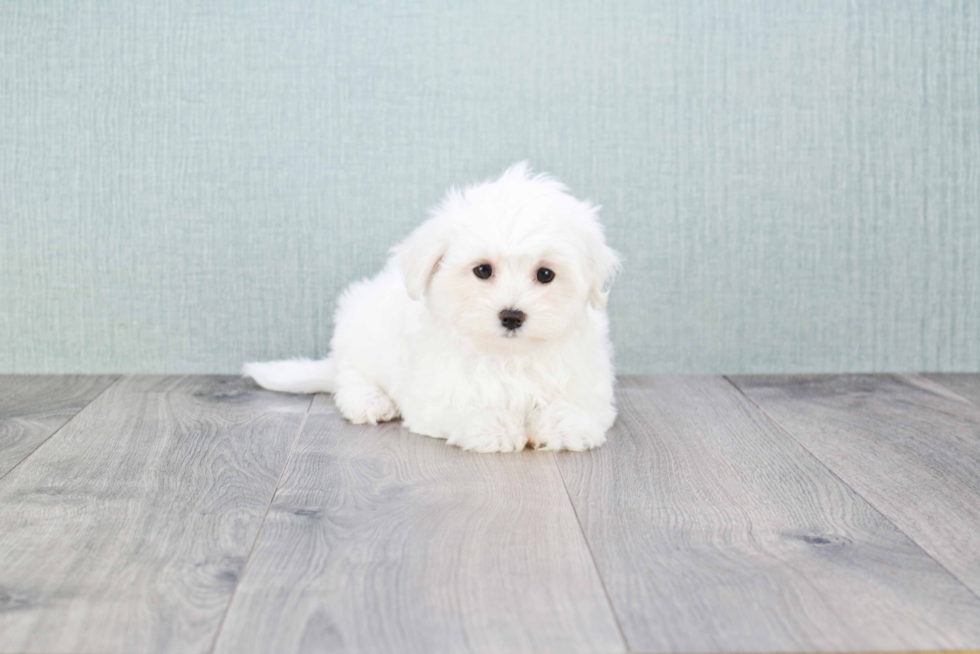 Maltese Puppy for Adoption