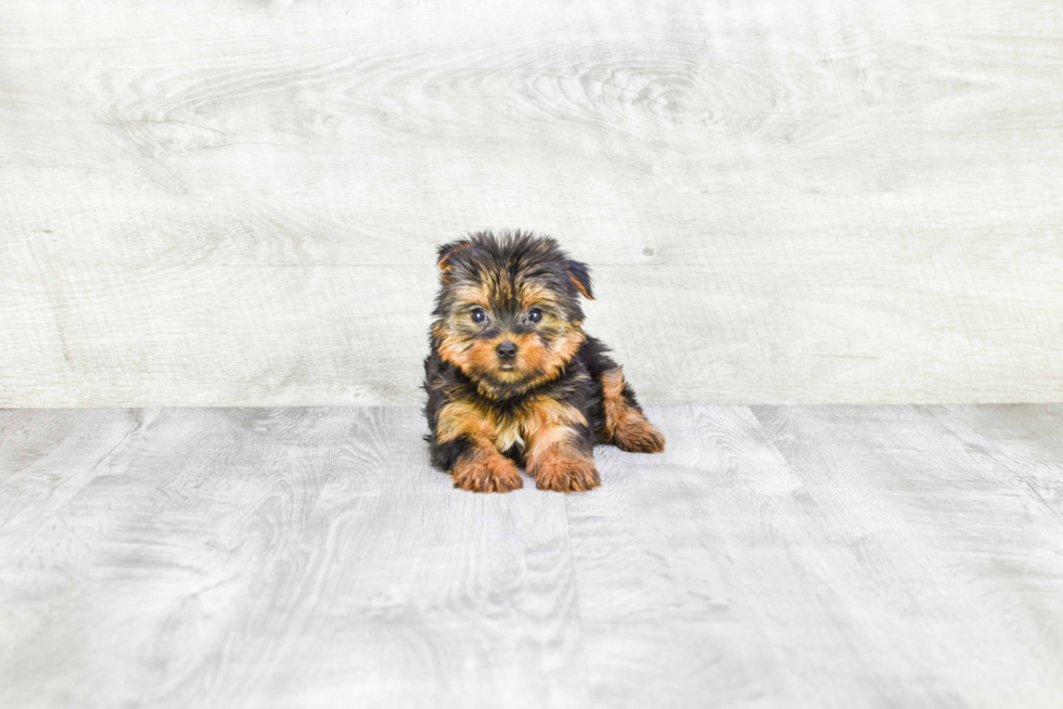 Meet Jeremy - our Yorkshire Terrier Puppy Photo 