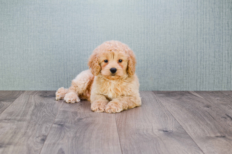 Mini Goldendoodle Puppy for Adoption