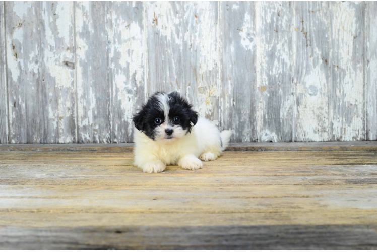 Teddy Bear Puppy for Adoption