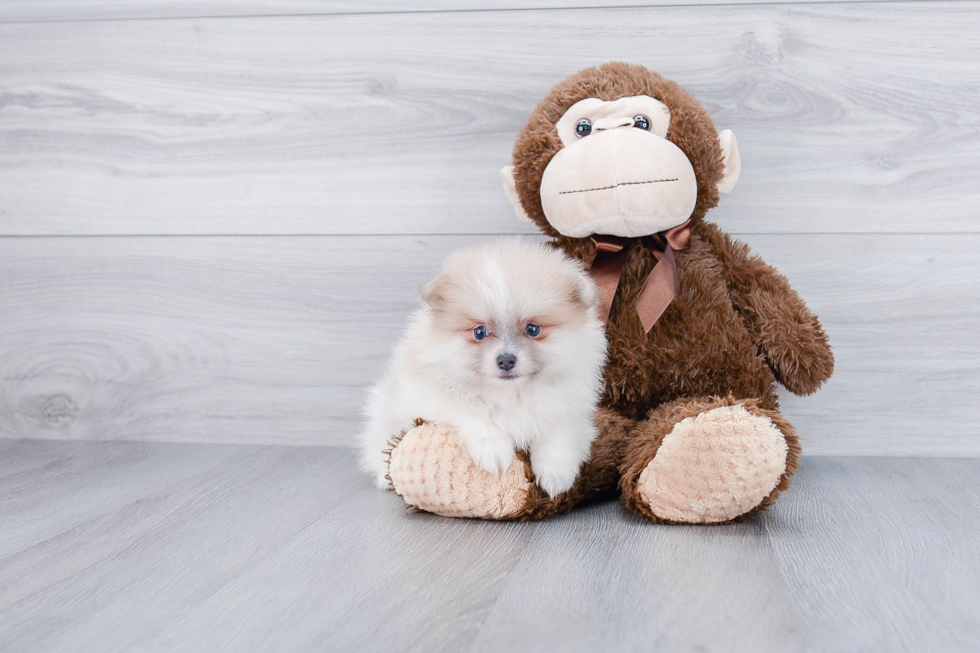 Popular Pomeranian Baby