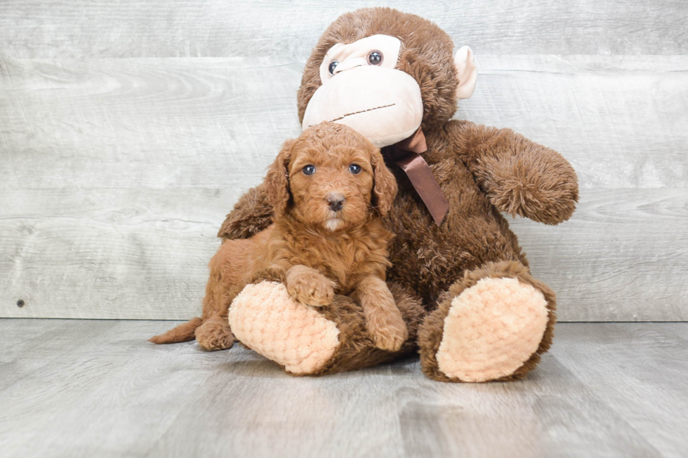 Friendly Mini Goldendoodle Baby