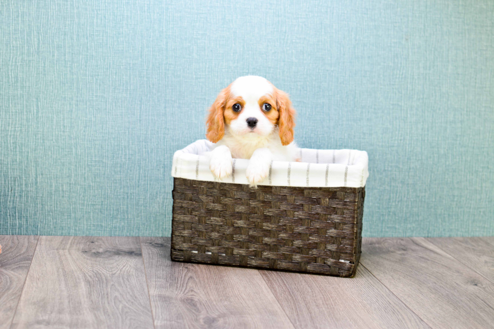 Cavalier King Charles Spaniel Pup Being Cute