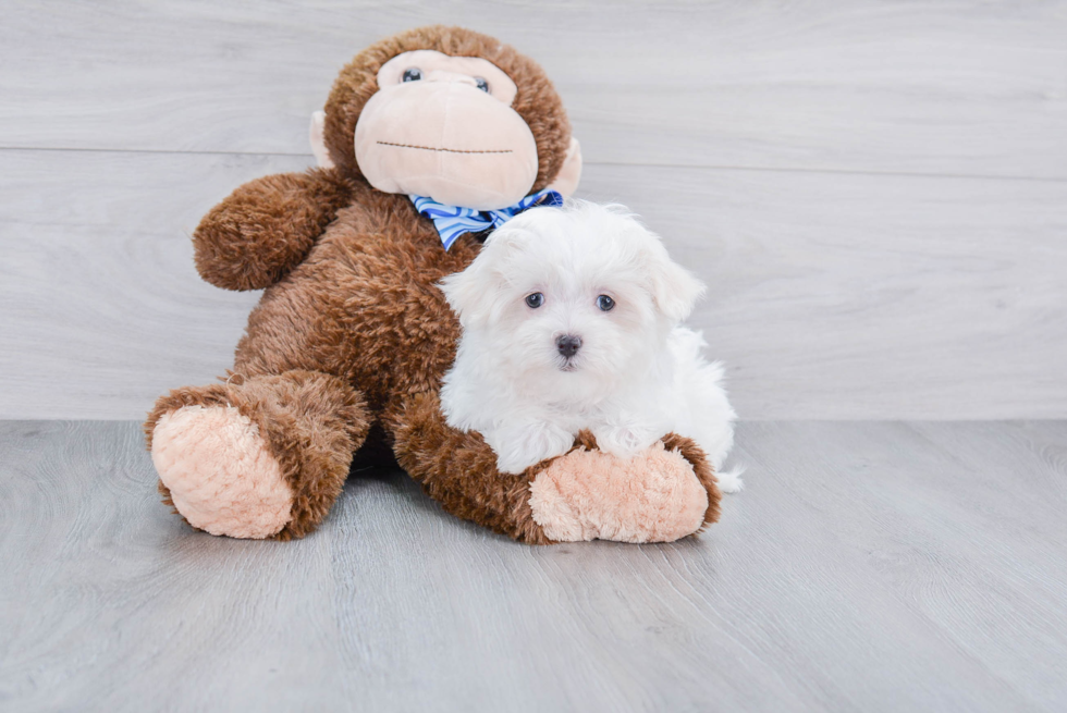 Cute Maltese Purebred Puppy