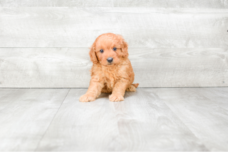 Petite Mini Goldendoodle Poodle Mix Pup