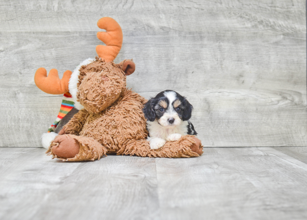 Sweet Cavapoo Baby