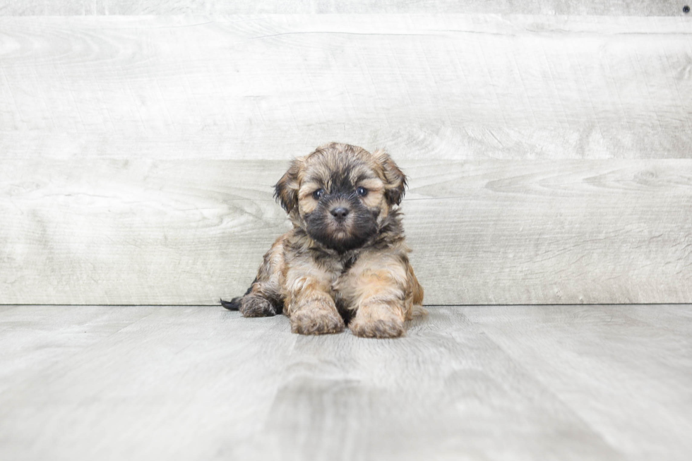 Popular Teddy Bear Designer Pup