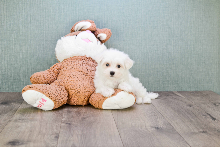 Energetic Maltese Purebred Puppy