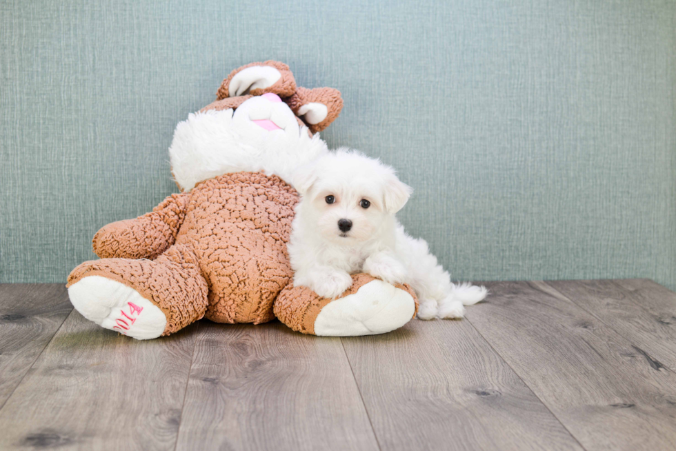 Energetic Maltese Purebred Puppy