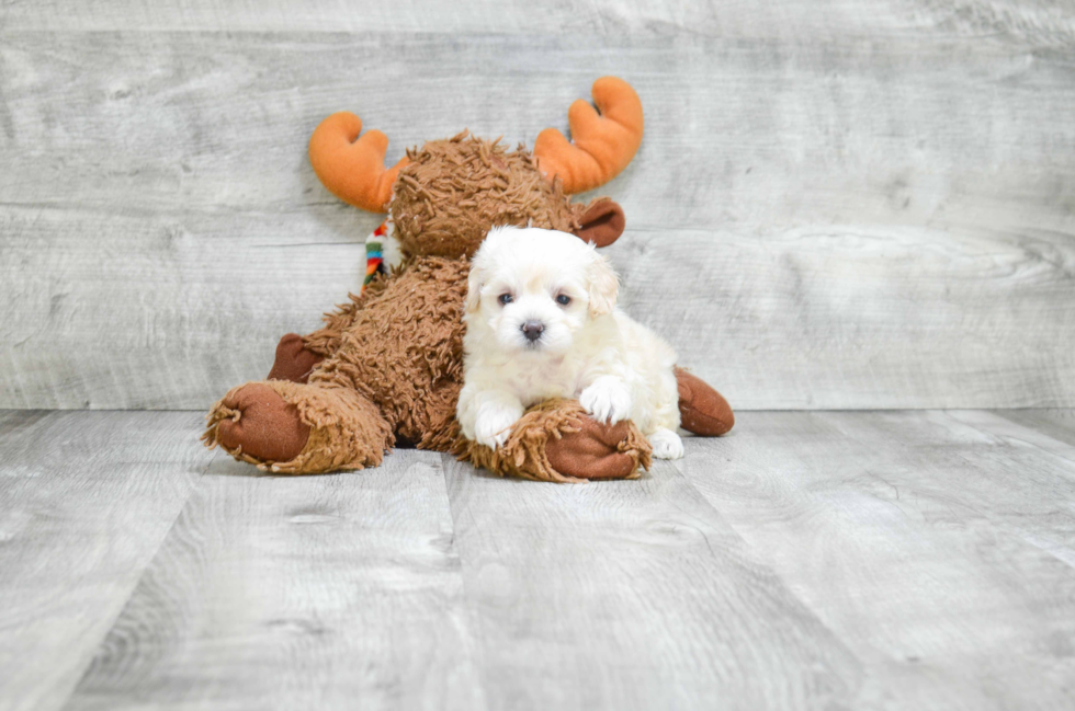 Maltipoo Pup Being Cute