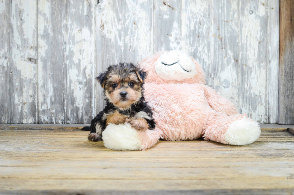 Little Yorkie Designer Puppy