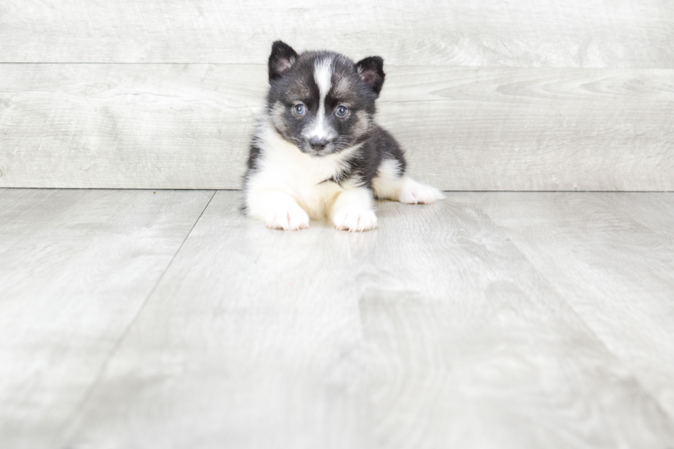 Pomsky Puppy for Adoption