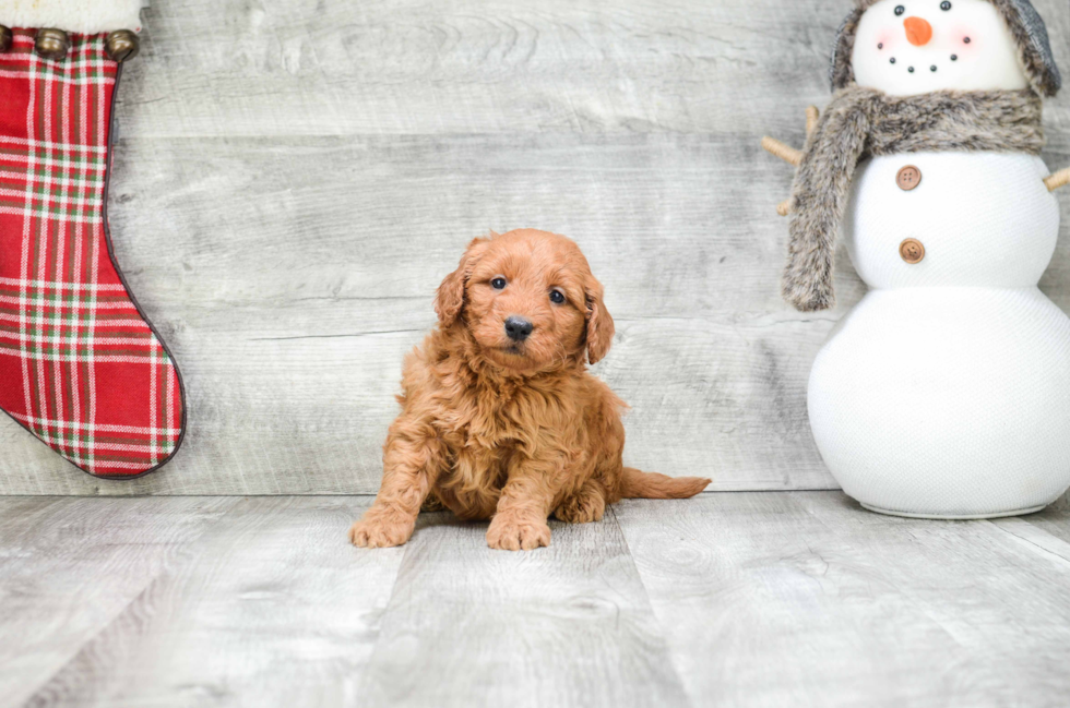 Mini Goldendoodle Pup Being Cute