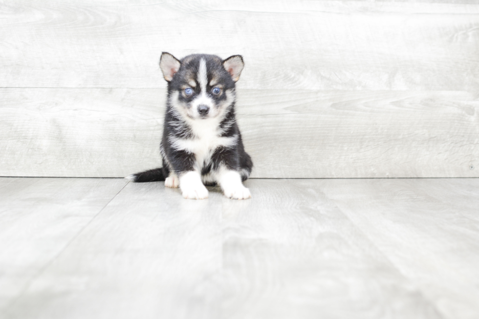 Friendly Pomsky Baby