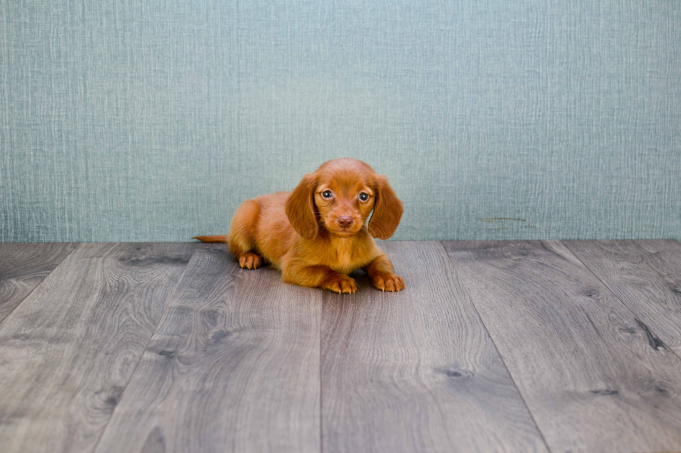 Cute Dachshund Purebred Pup