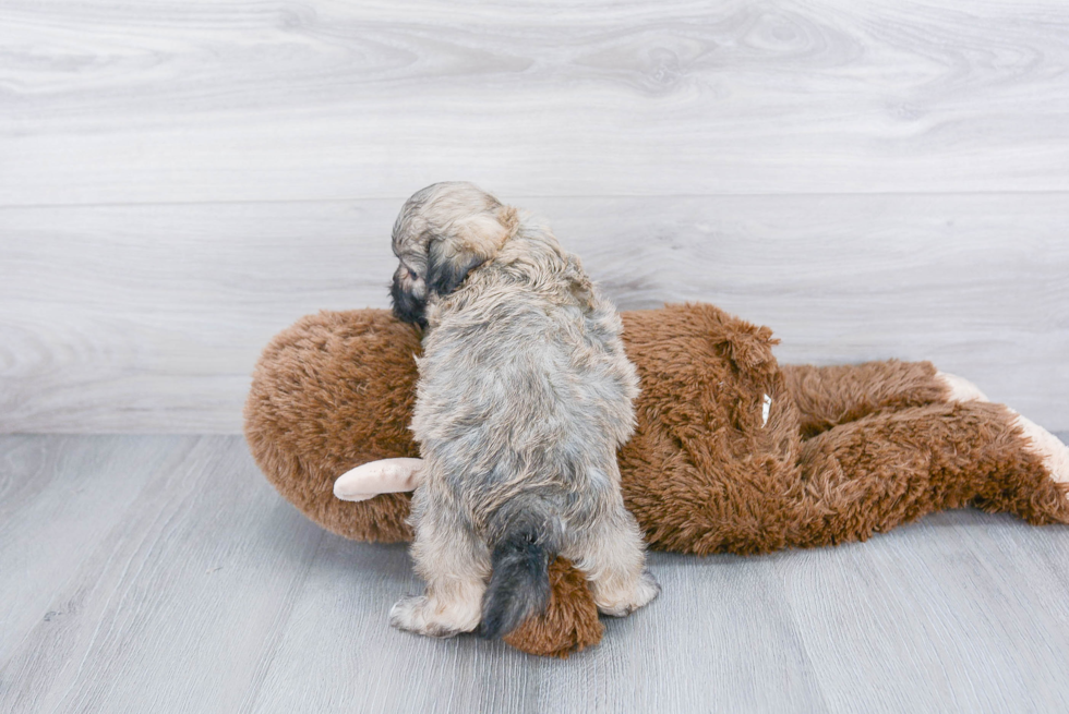 Teddy Bear Pup Being Cute