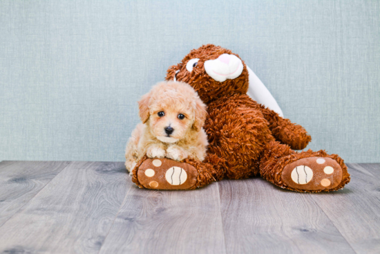 Maltipoo Puppy for Adoption