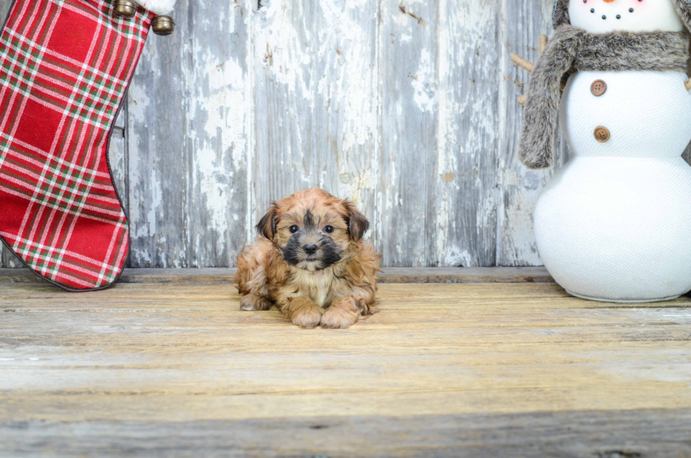 Hypoallergenic Yorkie Designer Puppy