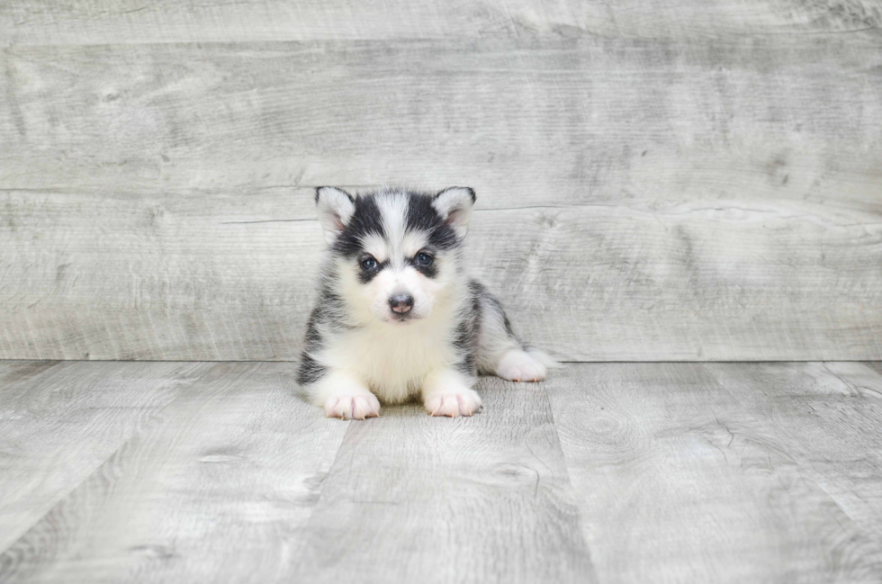 Pomsky Puppy for Adoption