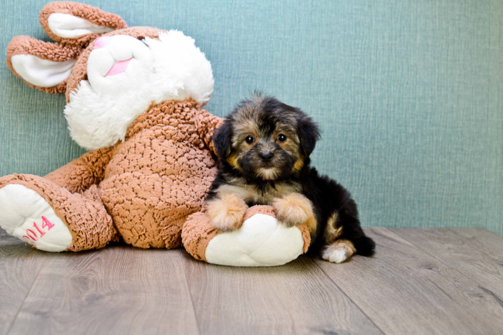 Yorkie Poo Pup Being Cute