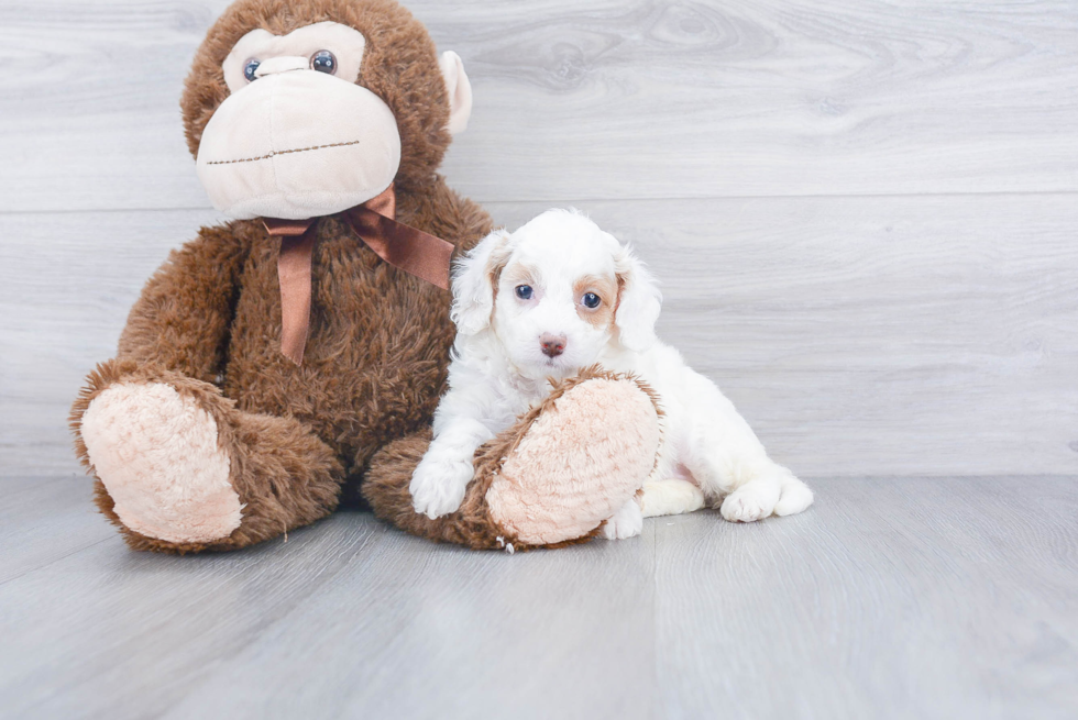 Cavapoo Puppy for Adoption