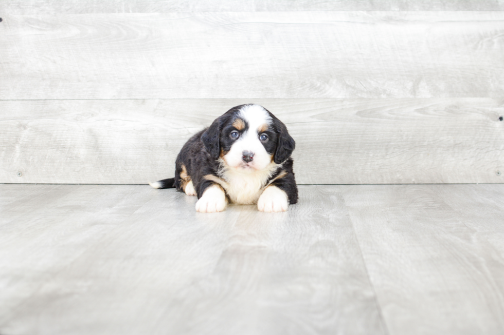 Happy Mini Bernedoodle Baby