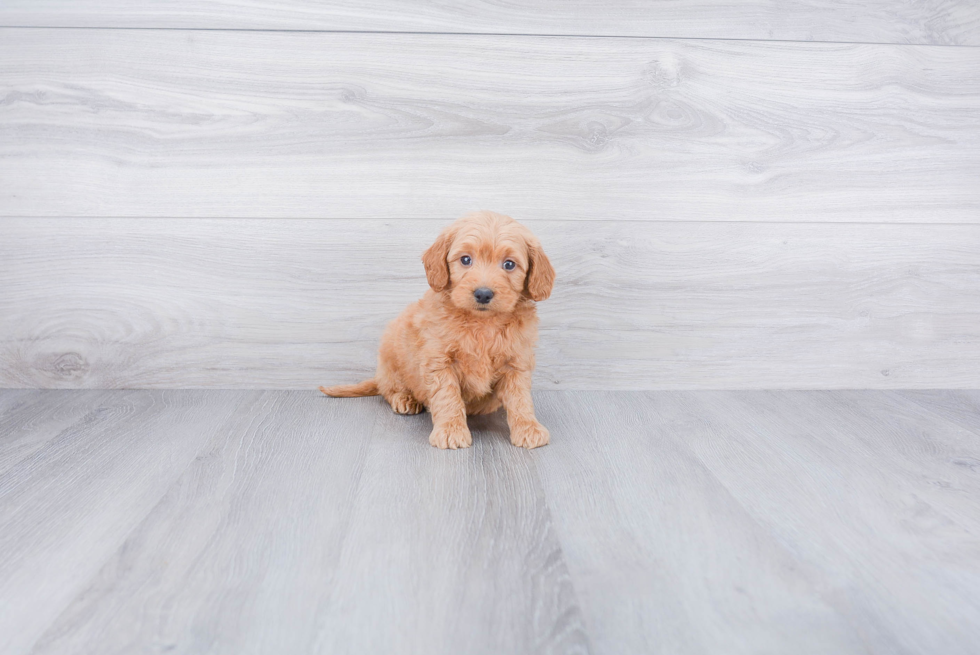 Friendly Mini Goldendoodle Baby