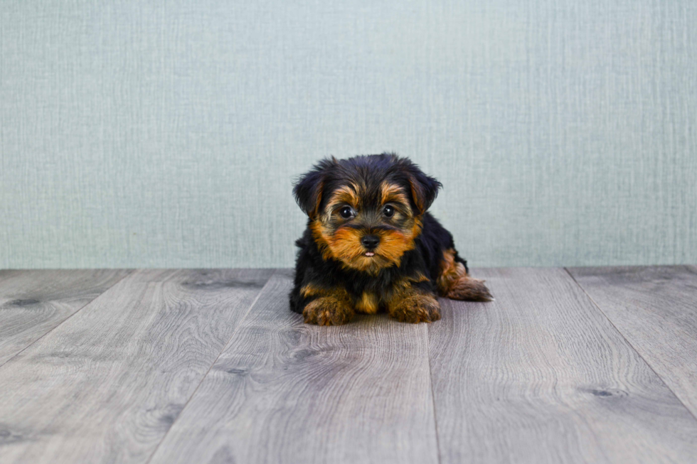 Meet Goldie - our Yorkshire Terrier Puppy Photo 