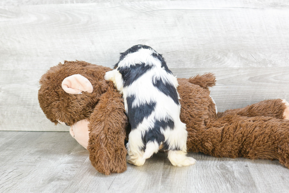 Little Cavalier King Charles Spaniel Baby