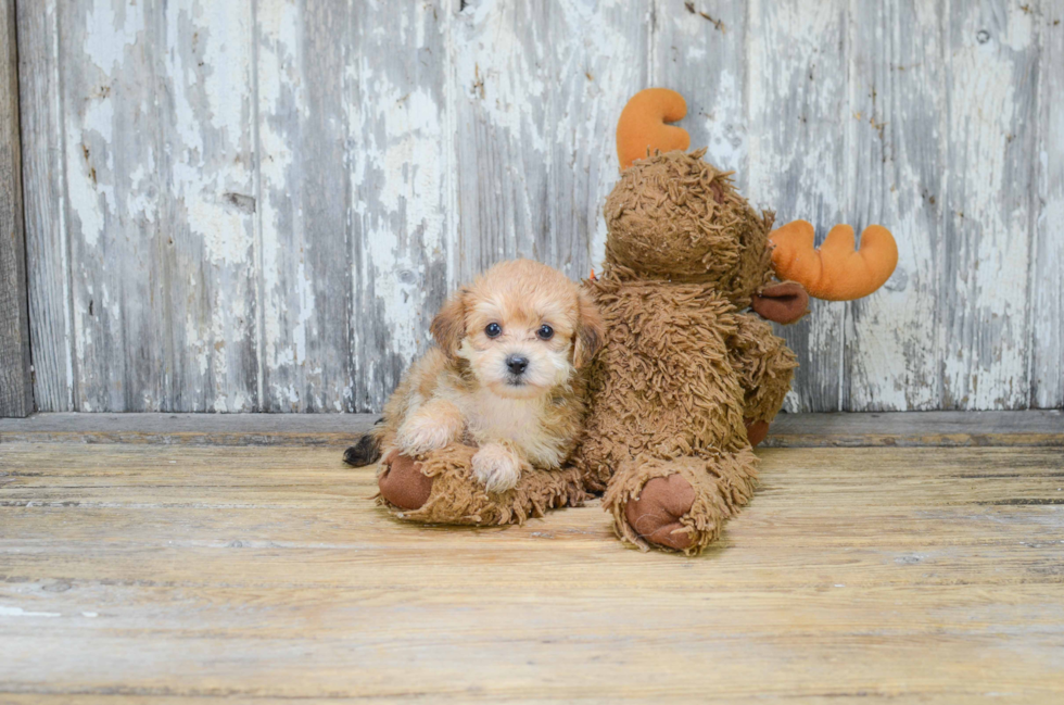 Morkie Pup Being Cute