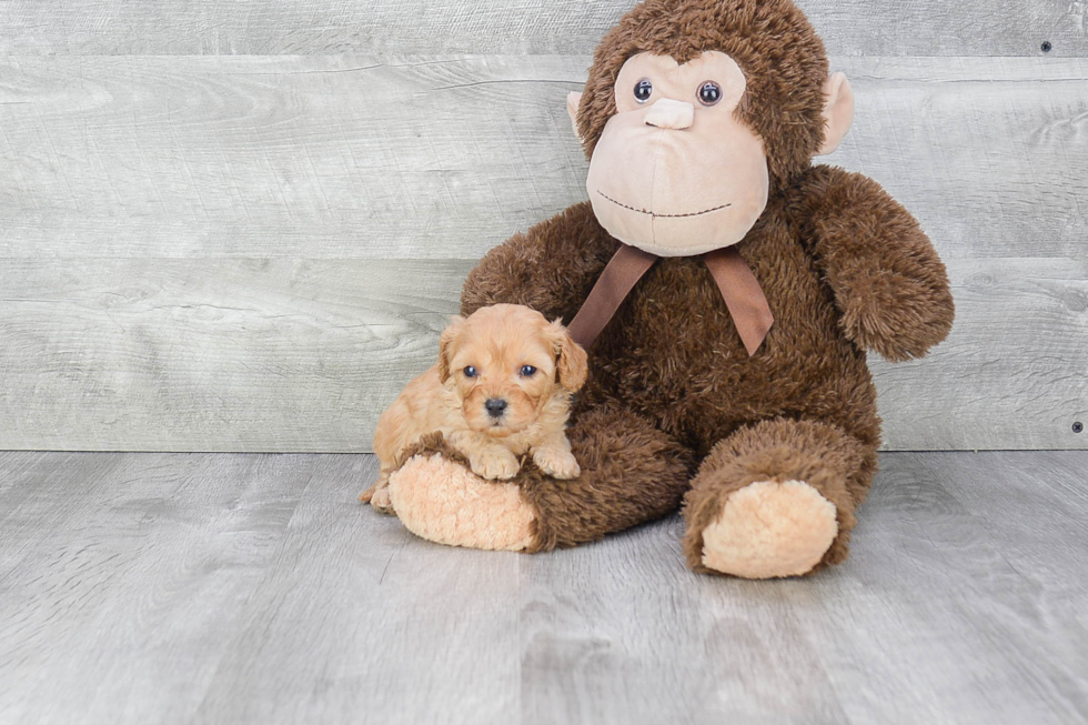 Cavapoo Puppy for Adoption