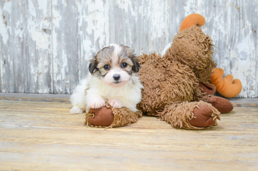 Happy Teddy Bear Baby