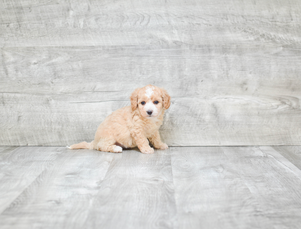 Maltipoo Pup Being Cute