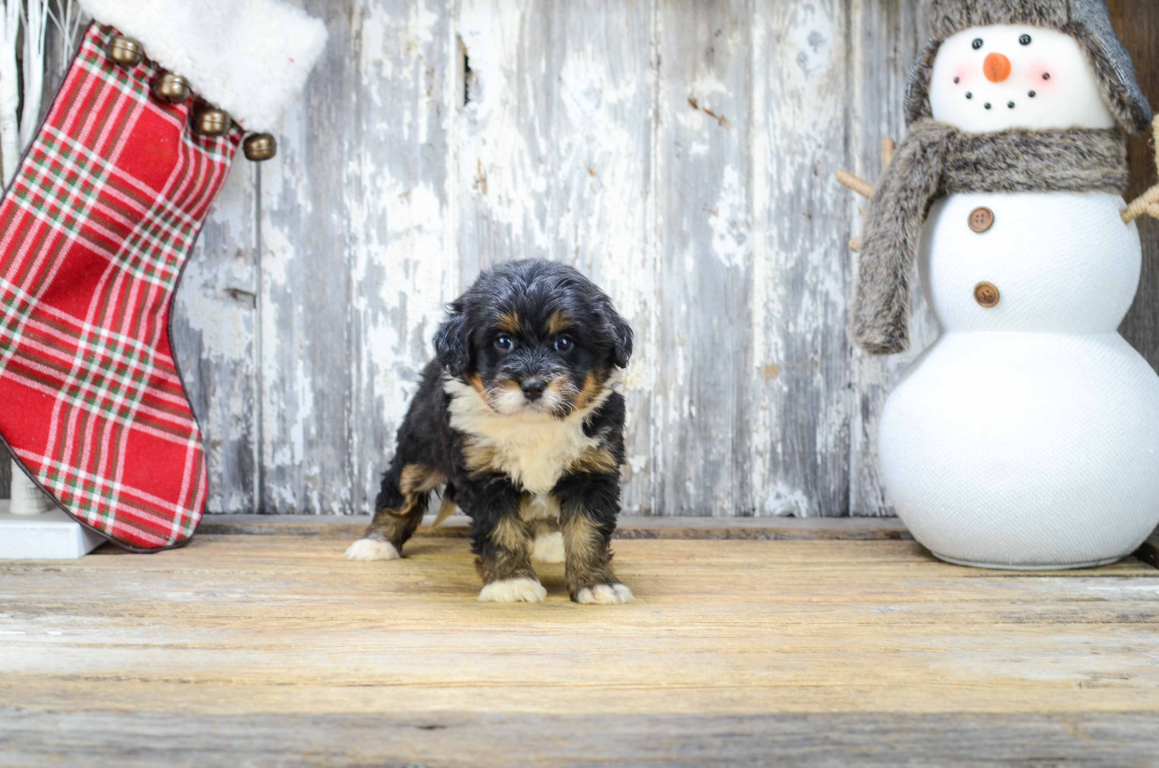 Hypoallergenic Bernadoodle Poodle Mix Puppy