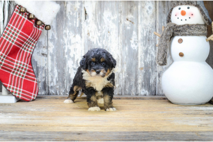 Hypoallergenic Bernadoodle Poodle Mix Puppy