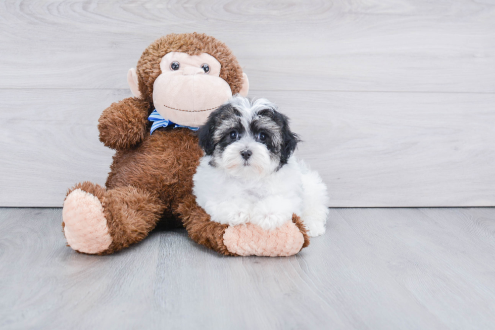 Adorable Havanese Purebred Puppy