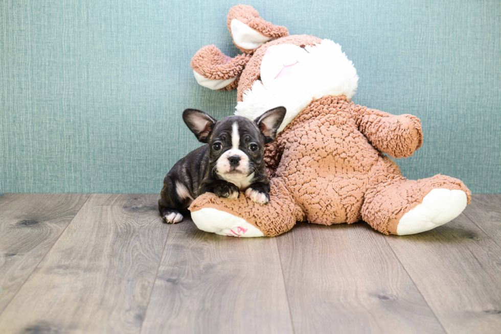 French Bulldog Pup Being Cute