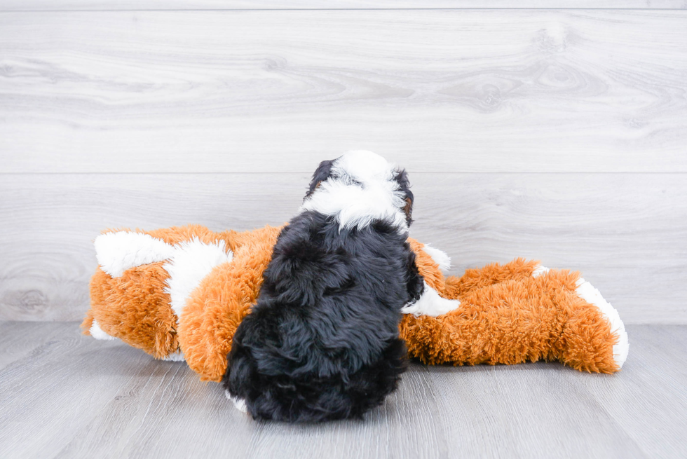 Cute Mini Bernedoodle Baby