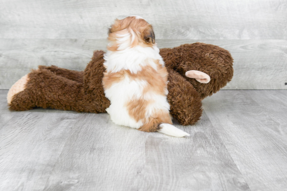 Friendly Teddy Bear Baby
